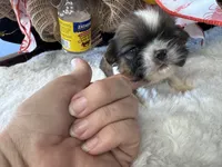 Nash, a male Shih Tzu for sale in Mobile, AL – 1 of 3
