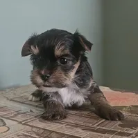 Pia, a female Yorkshire Terrier for sale in Grand Bay, AL – 3 of 5