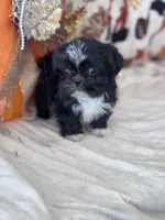 Kane, a male Shih Tzu for sale in Grand Bay, AL – 2 of 5