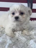 Isolde, a female Shichon for sale in Mobile, AL – 1 of 3