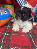 Solstice , a female Shih Tzu for sale in Mobile, AL – 2 of 5