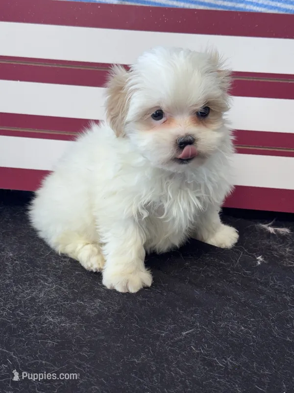 Eclipse – Mal Shi puppy for sale in Mobile, AL
