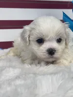 Rowen, a male Mal Shi for sale in Mobile, AL – 1 of 5