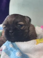 Seven, a female Shih Tzu for sale in Mobile, AL – Photo 1 of 6