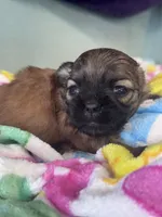 Seven, a female Shih Tzu for sale in Mobile, AL – Photo 4 of 6