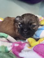 Seven, a female Shih Tzu for sale in Mobile, AL – Photo 3 of 6