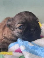 Seven, a female Shih Tzu for sale in Mobile, AL – Photo 5 of 6