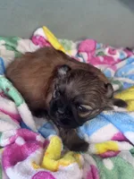 Seven, a female Shih Tzu for sale in Mobile, AL – Photo 6 of 6