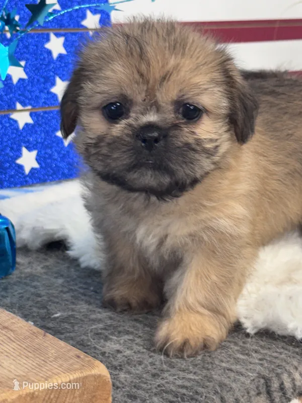 Tzu tzu – Shih Tzu puppy for sale in Mobile, AL