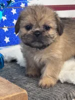 Tzu tzu, a female Shih Tzu for sale in Mobile, AL – 1 of 4