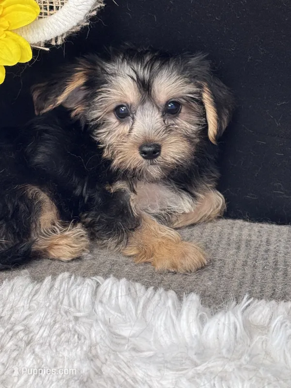 Sailor – Yorkshire Terrier puppy for sale in Grand Bay, AL