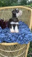 Camellia , a female Miniature Schnauzer for sale in Mobile, AL – 6 of 6