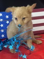 Fozzie, a male Pomchi for sale in Mobile, AL – 2 of 4