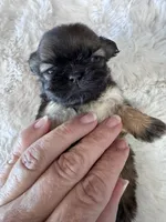 Zorie, a female Shih Tzu for sale in Mobile, AL – 1 of 3