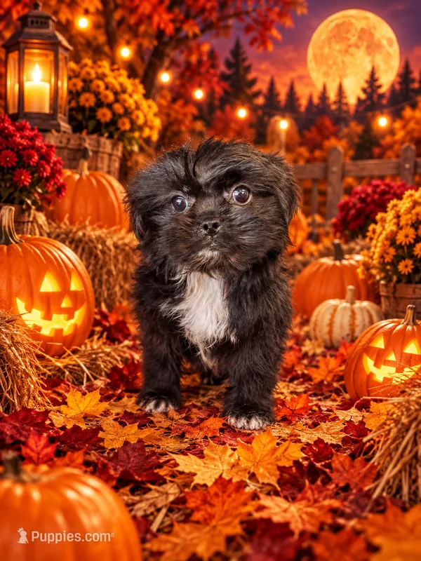 Ellie – Pekingese, Shih Tzu puppy for sale in Grand Bay, AL