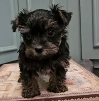 Thia , a female Yorkshire Terrier for sale in Grand Bay, AL – 6 of 6