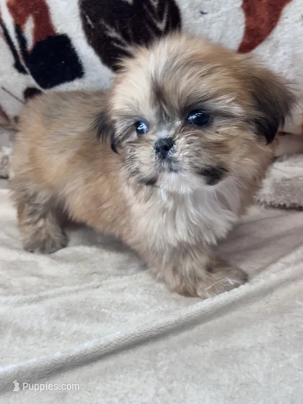 Lolly – Shih Tzu puppy for sale in Grand Bay, AL