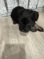 Phantom, a male Schnoodle for sale in Mobile, AL – 4 of 5