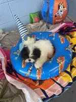 Della, a female Shih Tzu for sale in Mobile, AL – 4 of 4