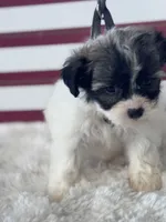 Arwen, a female Shichon for sale in Mobile, AL – 1 of 3