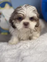 Joffery, a male Shih Tzu for sale in Mobile, AL – 6 of 6