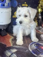 Cashew, a male Miniature Schnauzer for sale in Mobile, AL – 3 of 5