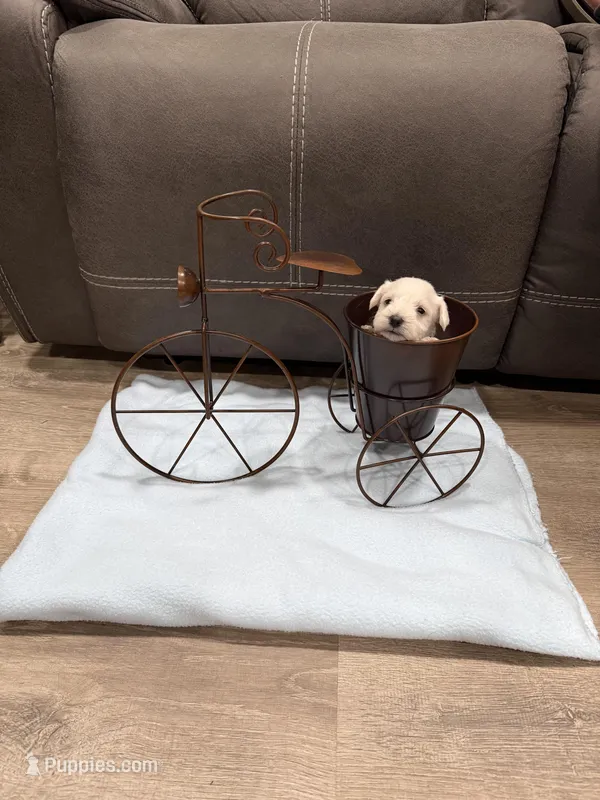 Cashew – Miniature Schnauzer puppy for sale in Mobile, AL