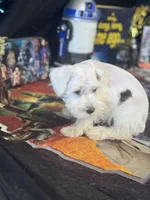 Cashew, a male Miniature Schnauzer for sale in Mobile, AL – 2 of 5