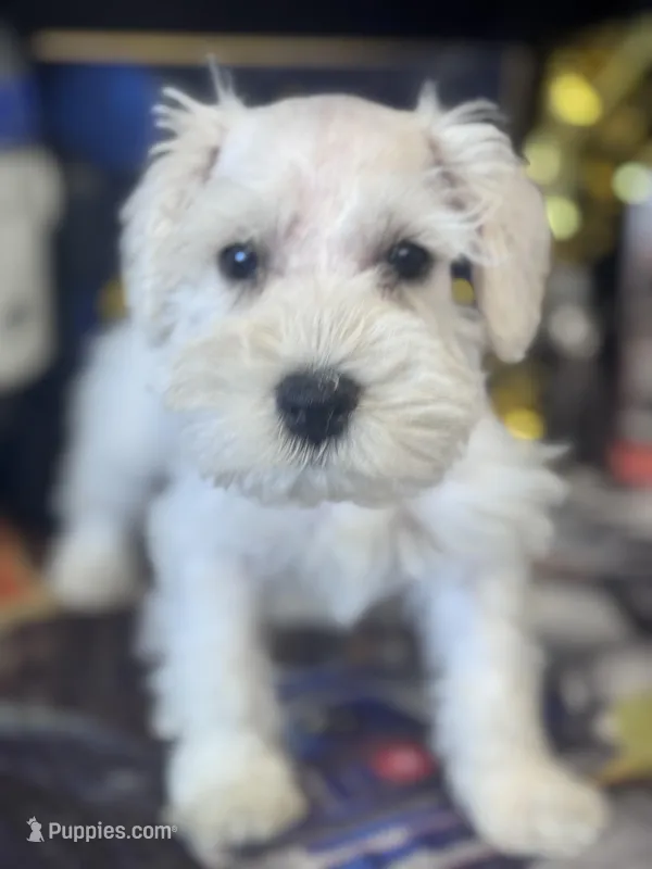 Cashew – Miniature Schnauzer puppy for sale in Mobile, AL