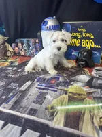 Cashew, a male Miniature Schnauzer for sale in Mobile, AL – 5 of 5