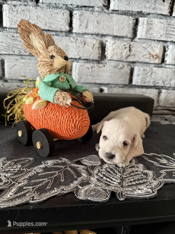 Cashew – Miniature Schnauzer puppy for sale in Mobile, AL