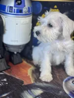 Cashew, a male Miniature Schnauzer for sale in Mobile, AL – 4 of 5