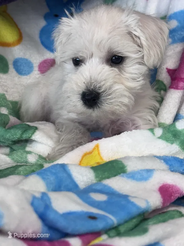 Cashew – Miniature Schnauzer puppy for sale in Mobile, AL