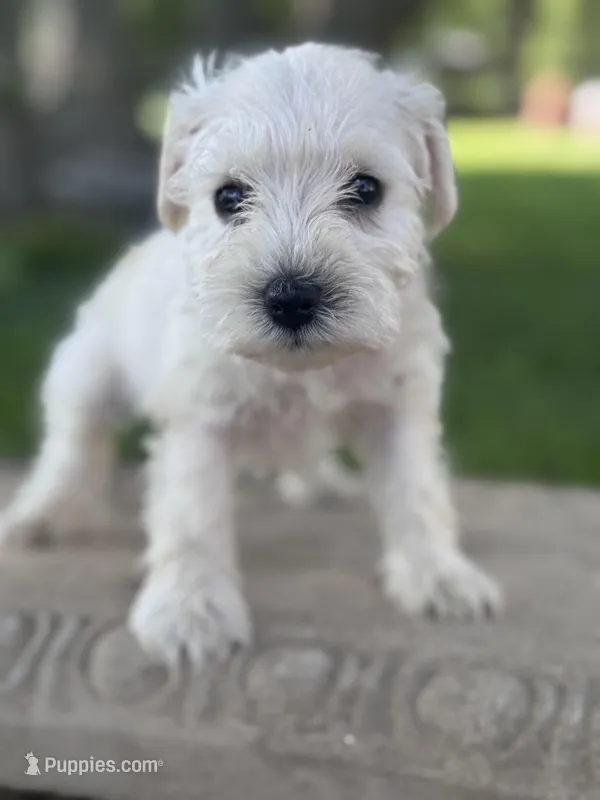 Cashew – Miniature Schnauzer puppy for sale in Mobile, AL