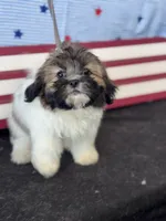 Davenport, a male Shichon for sale in Mobile, AL – 2 of 2