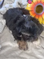 Gertrude, a female Pekingese and Shih Tzu for sale in Grand Bay, AL – 2 of 5