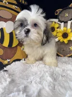 Frank, a male Shih Tzu for sale in Mobile, AL – 3 of 4