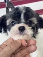 Arwen, a female Shichon for sale in Mobile, AL – 3 of 3