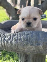 Gowdie, a female Shih Tzu for sale in Mobile, AL – Photo 2 of 3