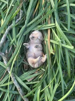 Gowdie, a female Shih Tzu for sale in Mobile, AL – Photo 3 of 3