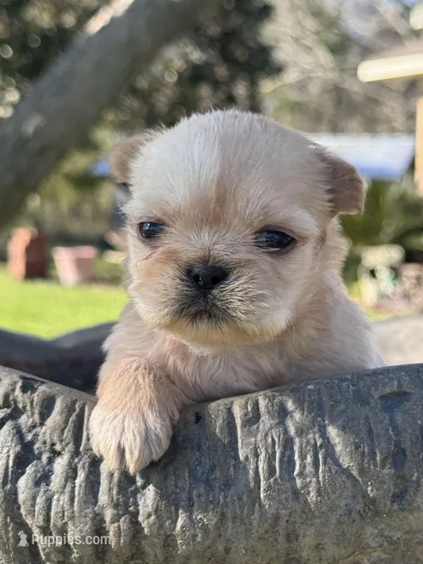 Gowdie – Shih Tzu puppy for sale in Mobile, AL