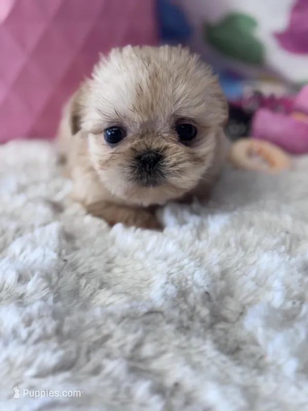 Gowdie – Shih Tzu puppy for sale in Mobile, AL