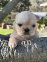 Gowdie, a female Shih Tzu for sale in Mobile, AL – Photo 3 of 3
