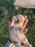 Gowdie, a female Shih Tzu for sale in Mobile, AL – Photo 1 of 3