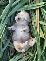 Gowdie, a female Shih Tzu for sale in Mobile, AL – Photo 2 of 3