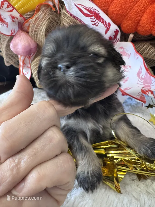Brandi – Shih Tzu puppy for sale in Mobile, AL