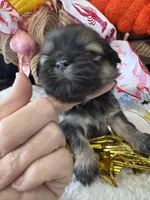 Brandi, a female Shih Tzu for sale in Mobile, AL – 1 of 5