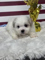 Eclipse, a female Mal Shi for sale in Mobile, AL – 4 of 4