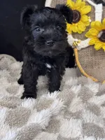 Black Cherry, a female Miniature Schnauzer for sale in Grand Bay, AL – 4 of 5