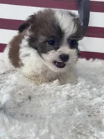 Enzo, a male Shichon for sale in Mobile, AL – 3 of 5